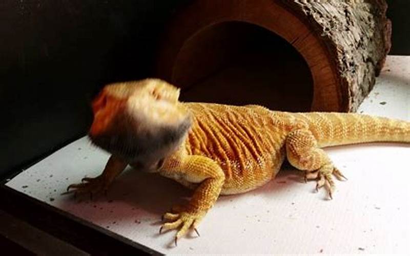 Bearded Dragon Head Bobbing