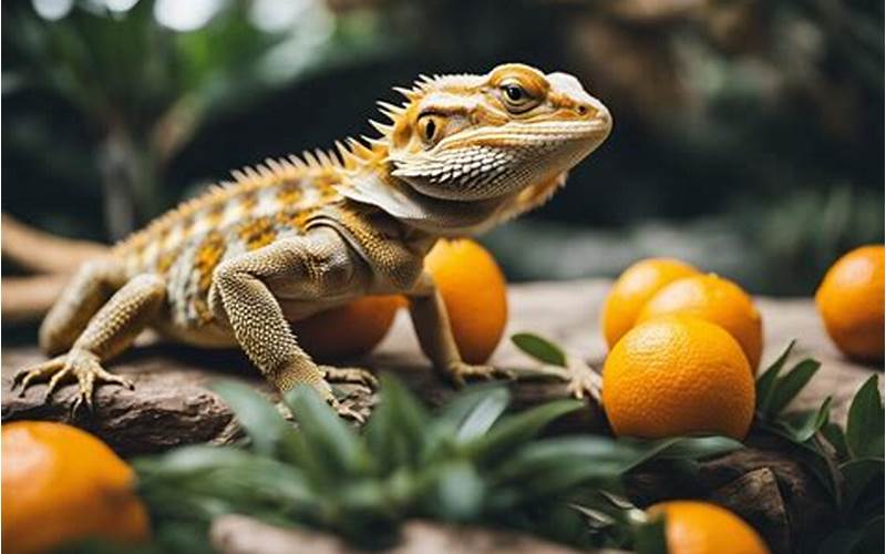 Can Bearded Dragons Have Oranges?