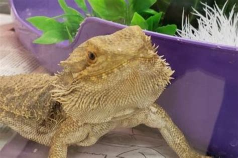 Bearded Dragon Adoption