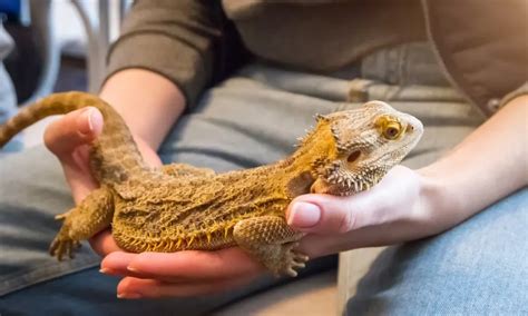 Bearded Dragon Adult Size
