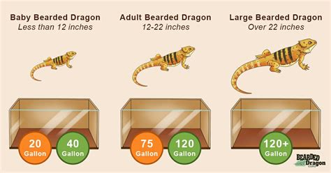 Bearded Dragon Enclosure Size