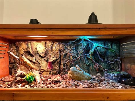 Bearded Dragon Enclosures