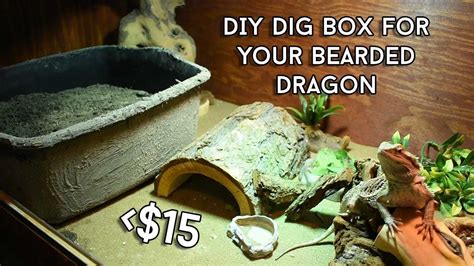 Bearded Dragon Lay Box