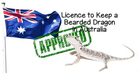 Bearded Dragon Licence