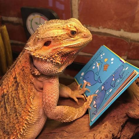 Bearded Dragon Lizard Cute