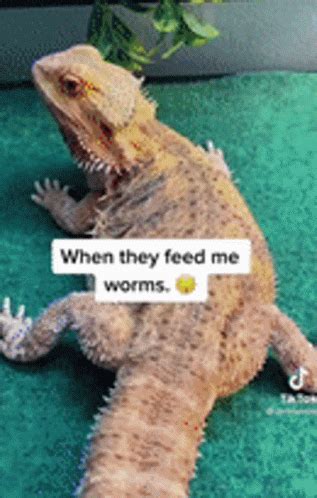 Bearded Dragon Lizard Gif