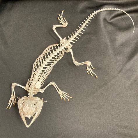 Bearded Dragon Lizard Skeleton