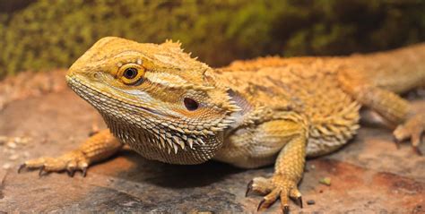 Bearded Dragon Pet
