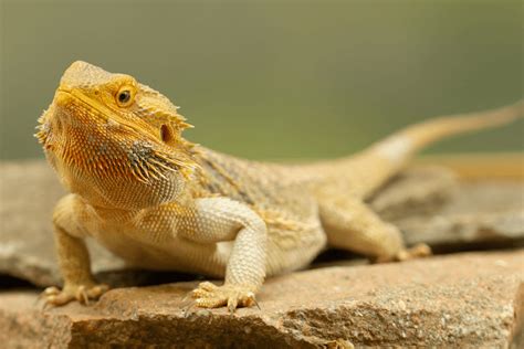 Bearded Dragon Price