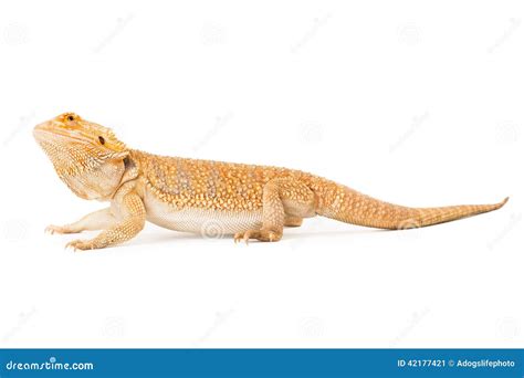 Bearded Dragon Side Profile