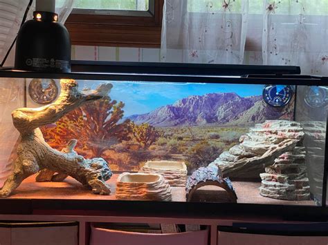 Bearded Dragon Tanks