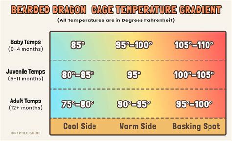 Bearded Dragon Temperature Chart