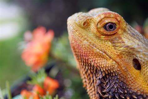 Bearded Dragons For Free