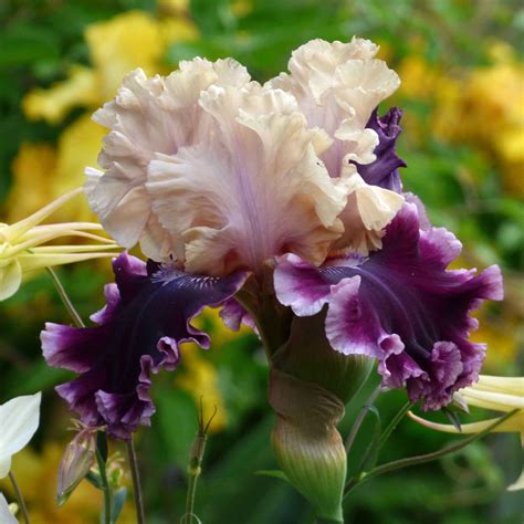Bearded Iris Bulbs