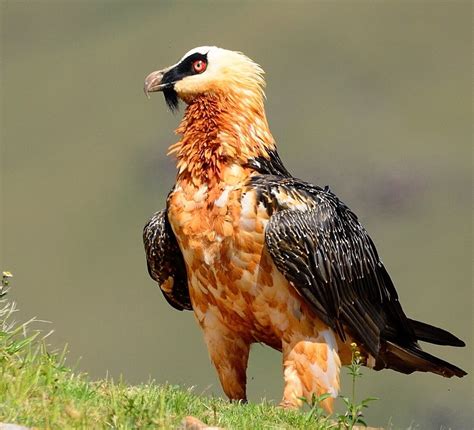 Bearded Vulture