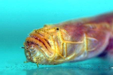 Bearded Worm Goby