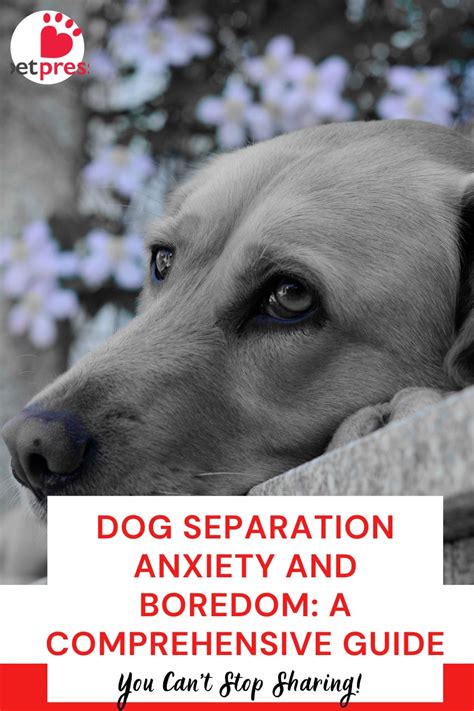 Beating Boredom and Separation Anxiety
