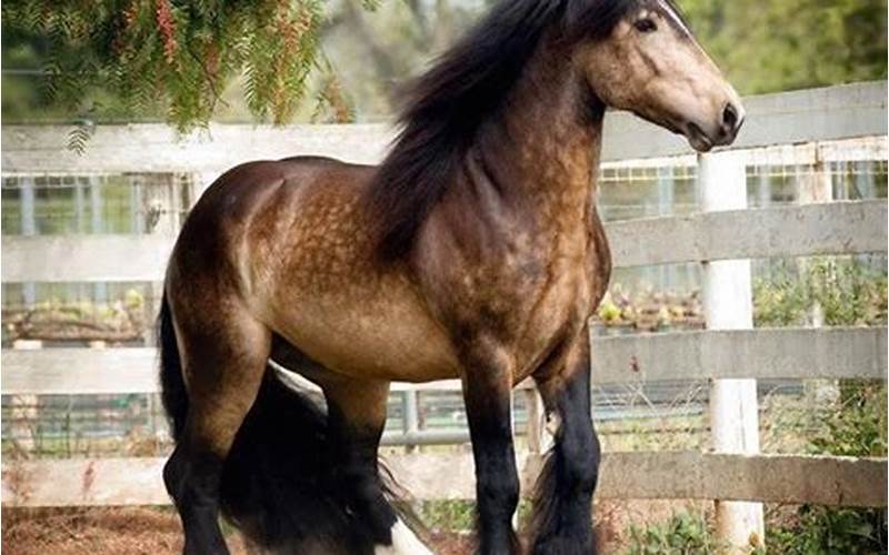 Beautiful Stallion Duke