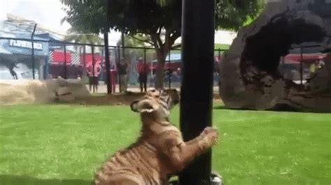 Beautiful 10 Terrific Tiger Gifs