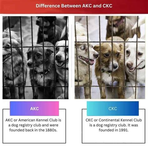 Beautiful Akc Vs Ckc