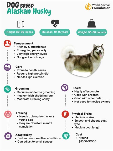 Beautiful Alaskan Husky Facts