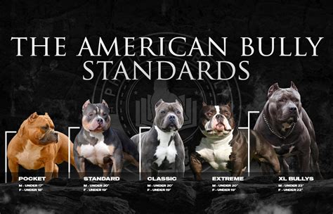 Beautiful American Bully Xl Size