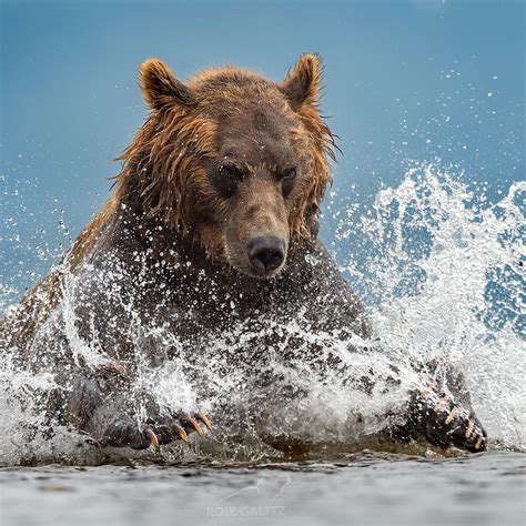 Beautiful Animals Photographers That Want To Help Out