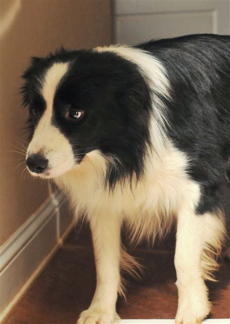 Beautiful Anxious Border Collie