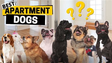 Beautiful Apartment With Dogs