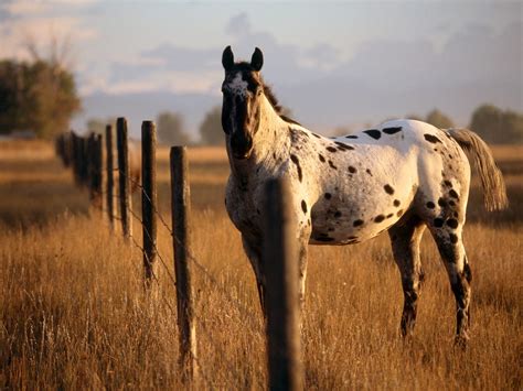 Unveiling the Majestic Beauty of Appaloosa Horses - A Spectacle to Behold