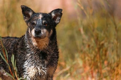 Beautiful Are Blue Heelers Smart