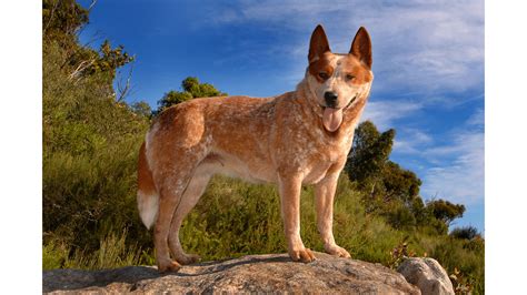 Beautiful Australian Cattle Dog Colors Red
