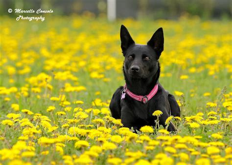 Beautiful Barb Kelpie