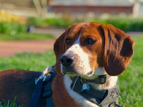 Beautiful Basset Hound Beagle Mix