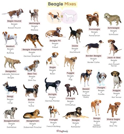 Beautiful Beagle Mix Characteristics