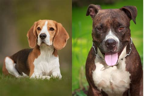 Beautiful Beagle Pitbull Mix