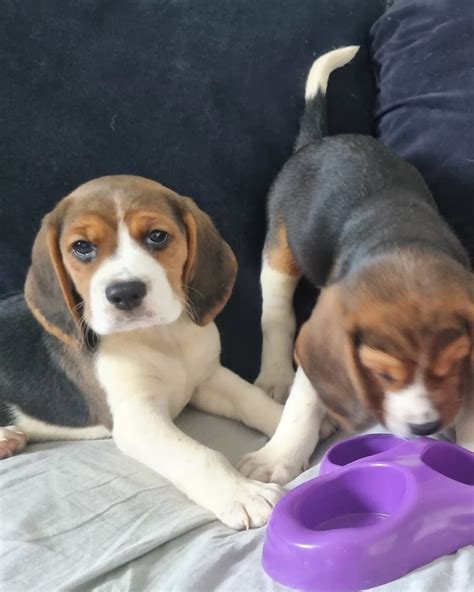 Beautiful Beagle Puppy For Sale