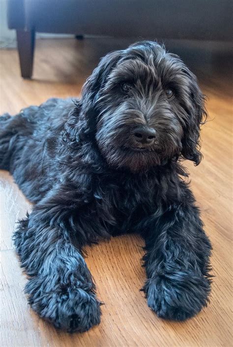 Beautiful Black Labradoodle