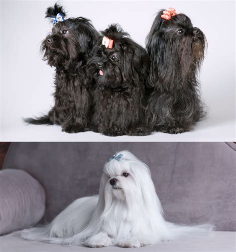 Beautiful Black Maltese