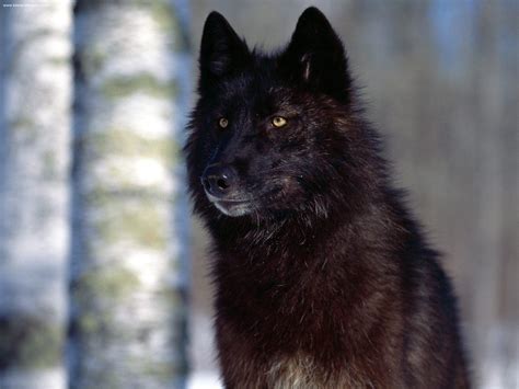 Majestic Midnight: Behold the Beauty of the Magnificent Black Wolf - A Stunning SEO Title Celebrating the Enchanting Elegance of this Regal Creature.