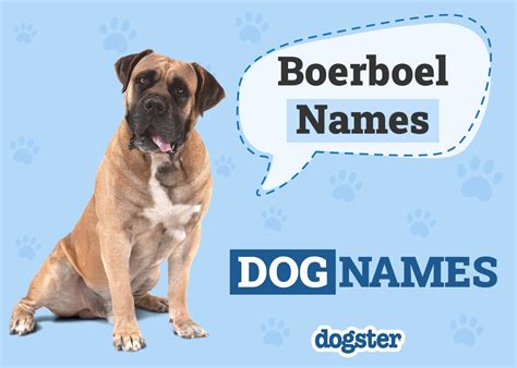 Beautiful Boerboel Name