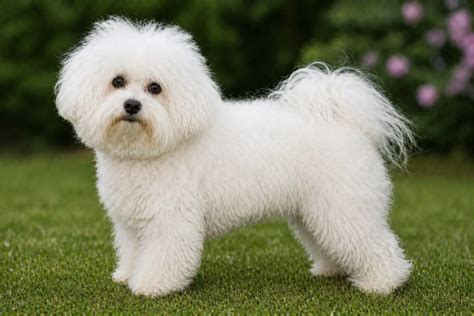 Beautiful Bolognese Dog Breed
