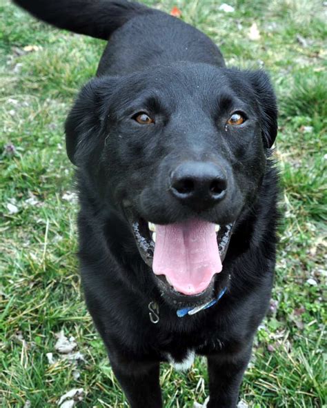 Beautiful Border Collie Black Lab Mix