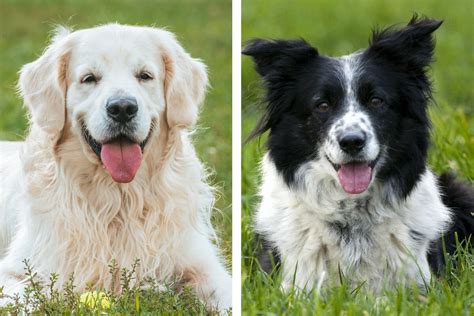 Beautiful Border Collie Golden Retriever Mix