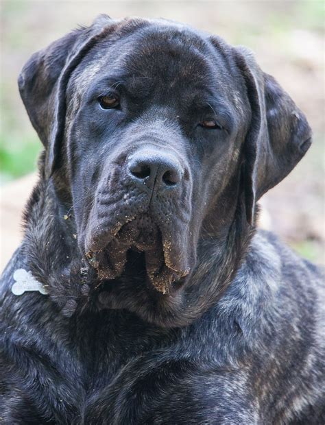 Beautiful Bullmastiff Cross Labrador