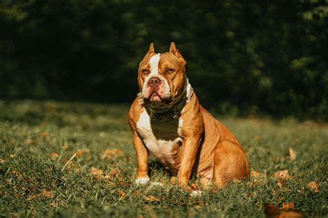 Beautiful Bully Pit Temperament
