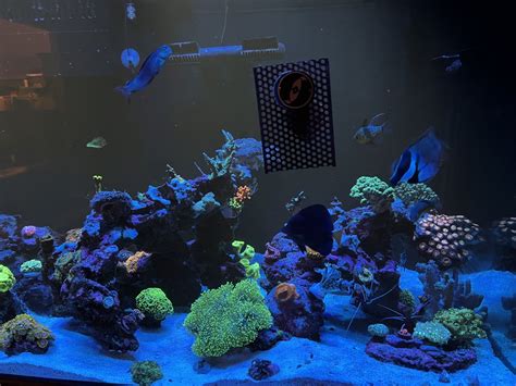 Beautiful Candy Cane Coral Placement