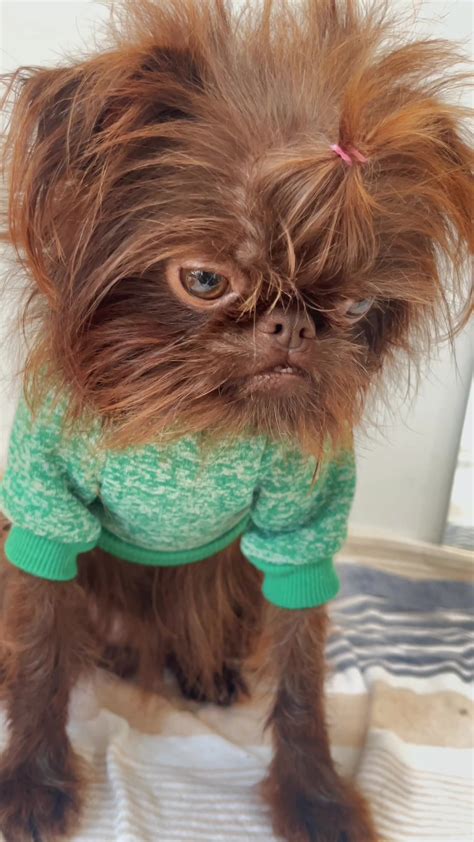 Beautiful Chewbacca Dog
