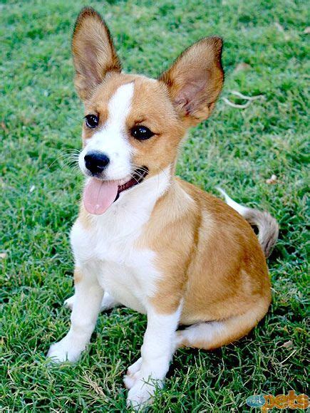 Beautiful Chihuahua Mix Corgi