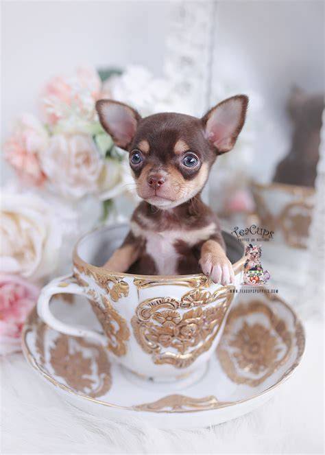 Beautiful Chihuahua Teacups